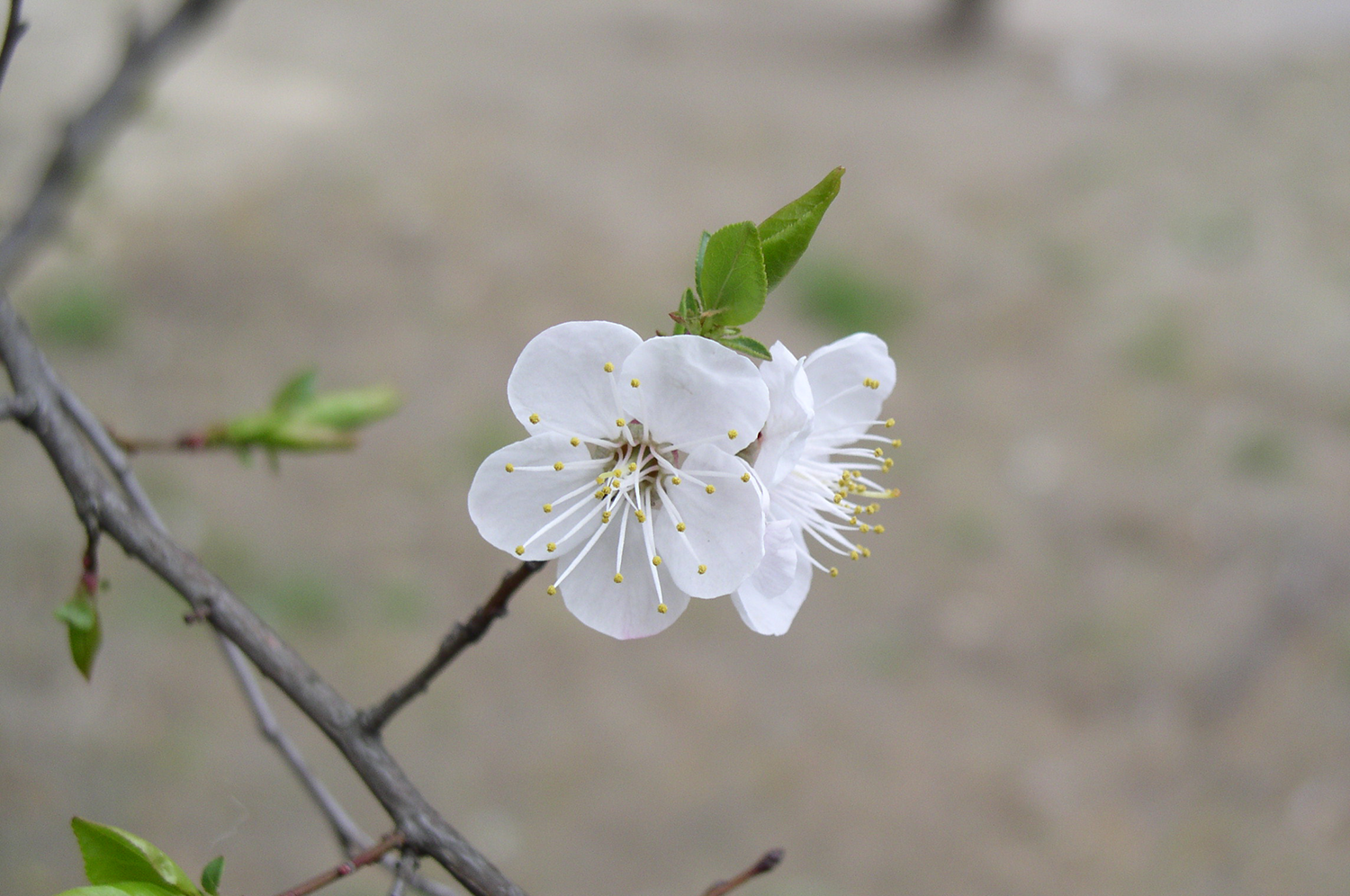 apple blossom on a branch with small budded leaves
