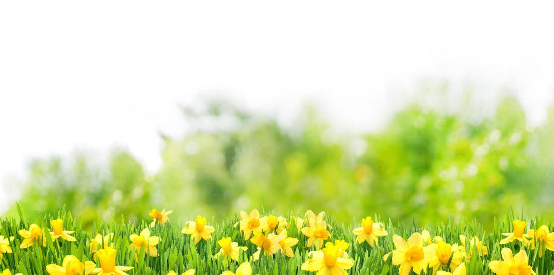 photo of a field of yellow daffodils and green trees in the background